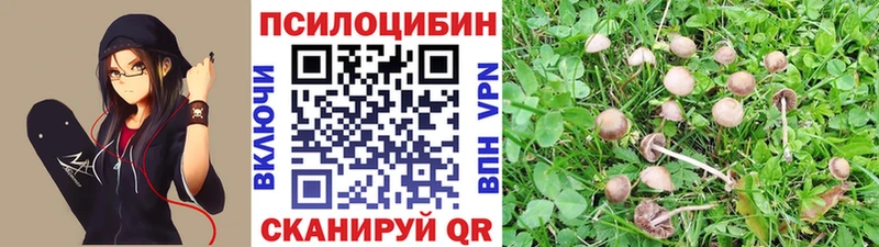 МЕГА tor Пучеж Галлюциногенные грибы Psilocybe
